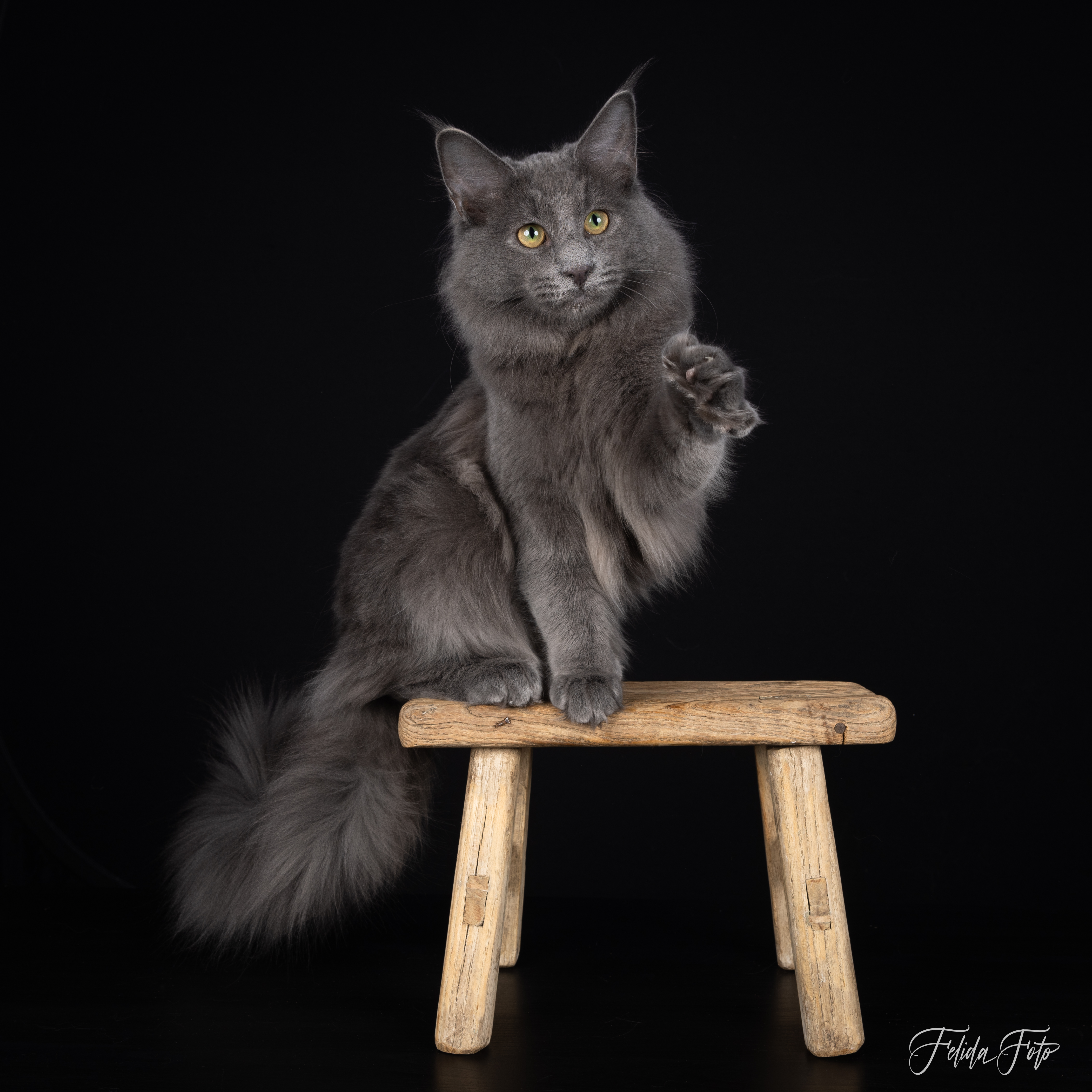 Nanna Felida Foto